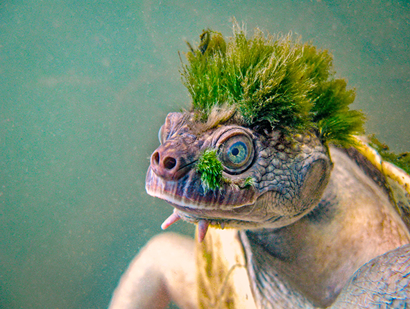 Chris Van Wyk MR turtle Turtle of the year 2018 400pxw1
