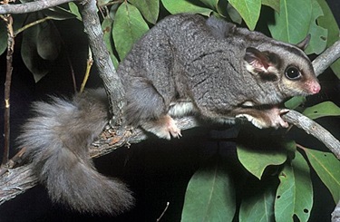 Squirrel glider Qld Museum petaurus norfolcensis
