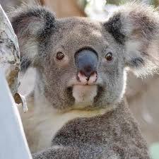 Koala Action Group koala closeup