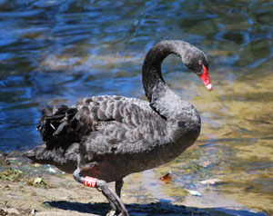 The precious black swan habitat, though only a fraction of its original size, was thankfully preserved from destruction.