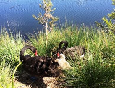 Black swans and chicks at the Gold Coast lake near the Gold Coast Turf Club.