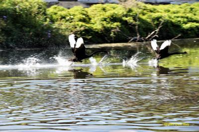 Locals adore the habitat provided by Black Swan Lake.