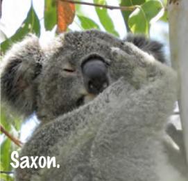 Saxon was tracked extensively and he was the male 'mover and shaker' in the area.