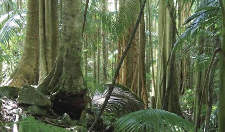 Mt Warning (Wollumbin) can be climbed by using the Summit Track, which features rain forest patches like this.