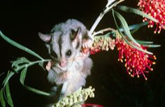 Wildlife Queensland - Squirrel Glider Project at Lower Duck Creek - Wildlife Australia Guide