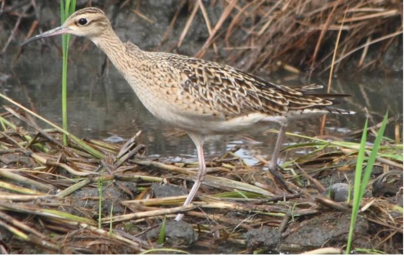 In the Archerfield wetlands, little curlews (Numenius minutus) can regularly be found . Image:Wikipedia.