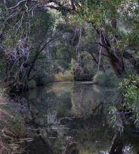 Oxley Creek catchment surveys not far from Archerfield Airport have reported sightings of platypus and turtles, with regular reports of wading birds such as the little curlew (Numenius minutus).