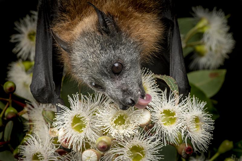 THE NIGHT GARDENER – When I took another image against a white eucalypt flower (to better show the tongue), I changed my approach. Taken during the day against a black backdrop, I used a soft box and cranked up my ISO, to minimise the flash intensity.