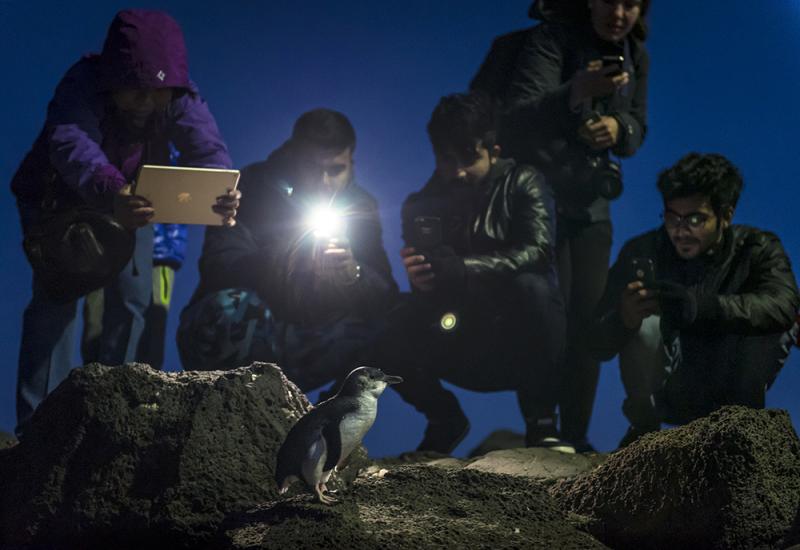 SPACE INVADERS: Tourists crowd and use flash to take a photo of a little penguin (Eudyptula minor) found on St Kilda breakwater (Victoria, Australia). Image: © Doug Gimesy.