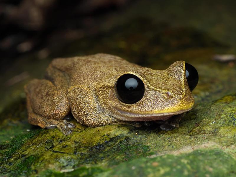 Finalist - Bridgette Gower: Australian lace-lid (Litoria dayi). © Bridgette Gower/WPSQ Froggy February Photo Competition 2023.