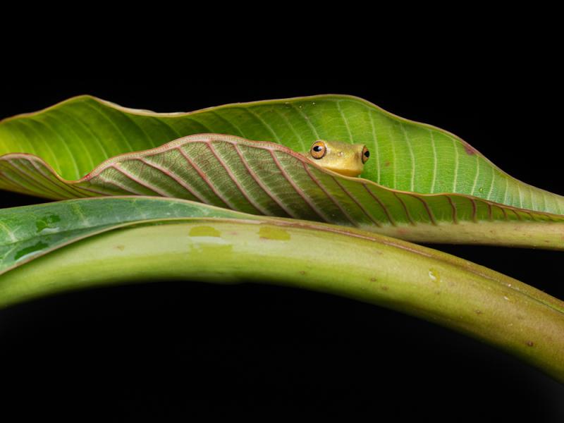 Runner-up – Bridgette Gower: Graceful tree frog (Litoria gracilenta). © Bridgette Gower/WPSQ Froggy February Photo Competition 2023.