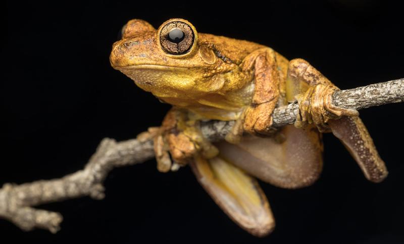Finalist - Stephen Mudge: Tyler’s tree frog (Litoria tyleri). © Stephen Mudge/WPSQ Froggy February Photo Competition 2023