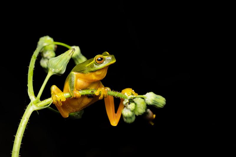 Winner - Jai Randhawa: Graceful tree frog (Litoria gracilenta). © Jai Randhawa/WPSQ Froggy February Photo Competition 2023.
