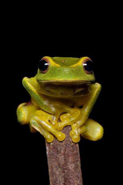 Runner-up – Niall Bradley: Graceful tree frog (Litoria gracilenta). Image captured in Bundaberg. © Niall Bradley/WPSQ Froggy February Photo Competition 2023.