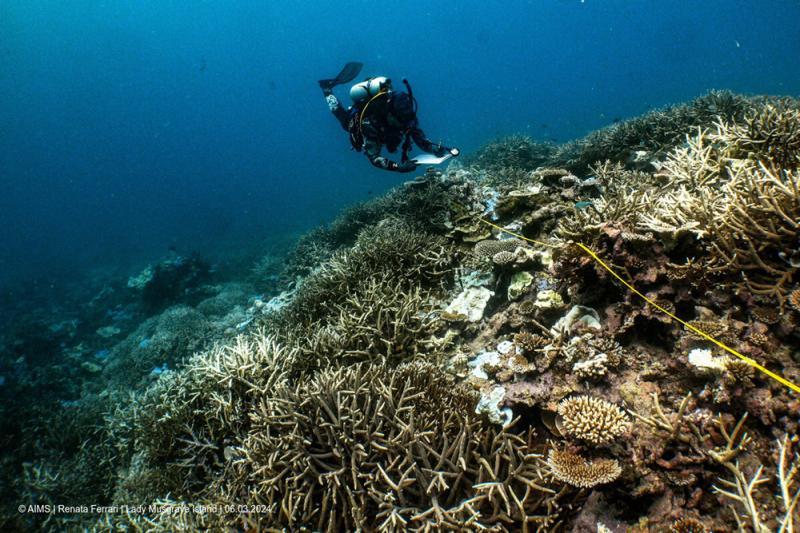 Coral Bleaching | South GBR | March 2024