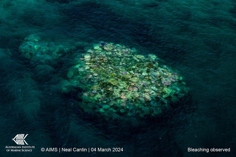  Coral Bleaching 2024 | Aerial Surveys