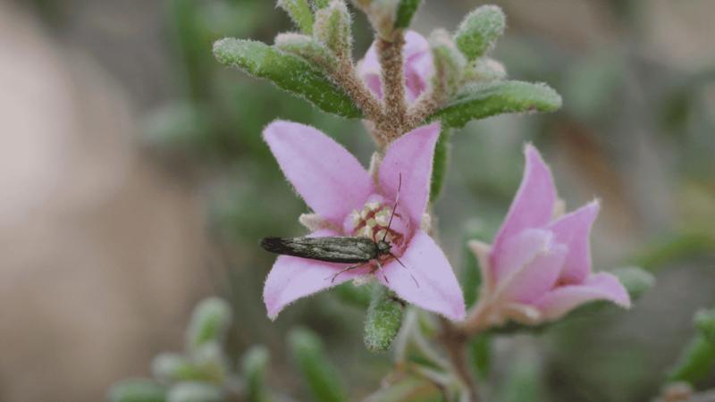 Border boronia endangered species.