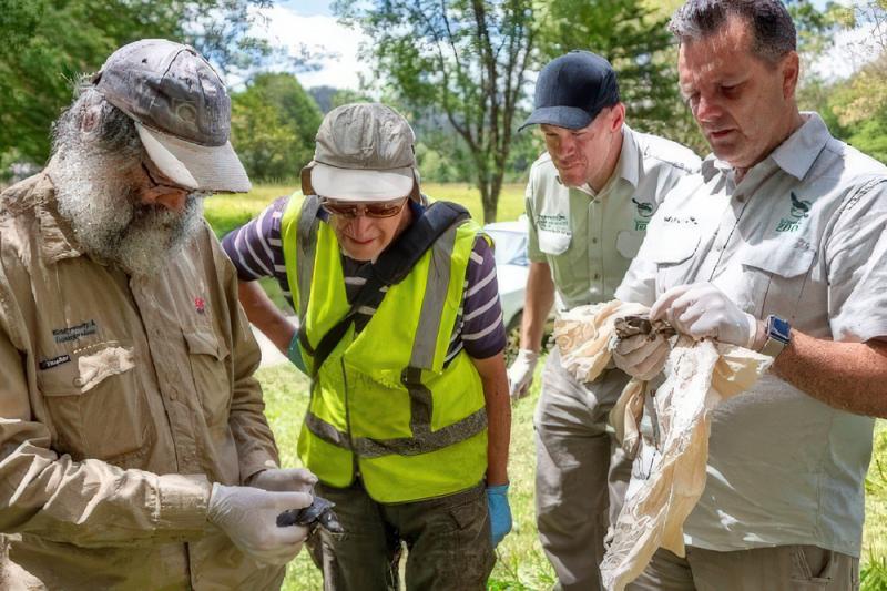 Virus swabbing of Bellinger River snapping turtles.