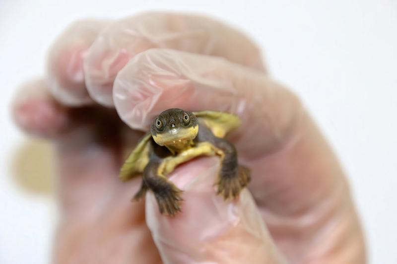 Zoo-bred Bellinger River snapping turtle hatchling.