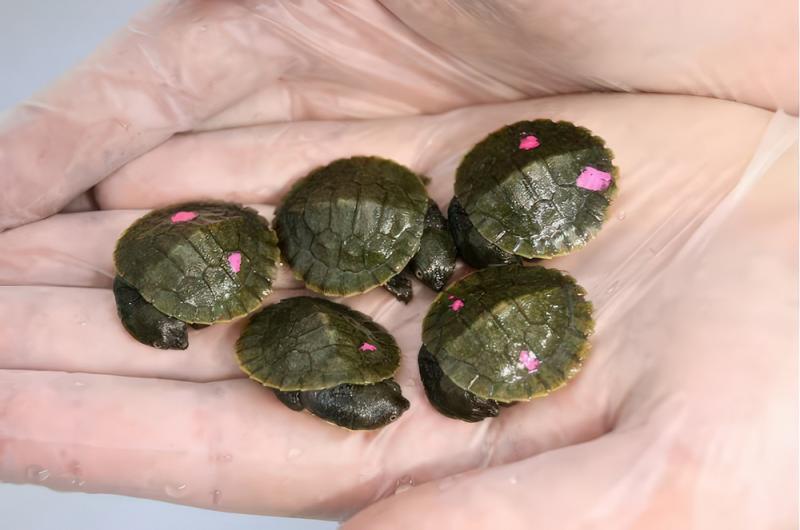Zoo-bred Bellinger River snapping turtle hatchlings.