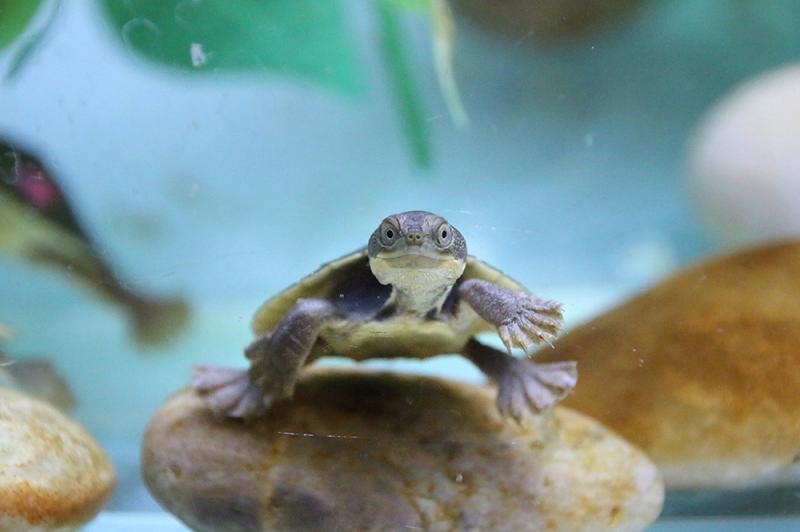 Zoo-bred Bellinger River snapping turtle.