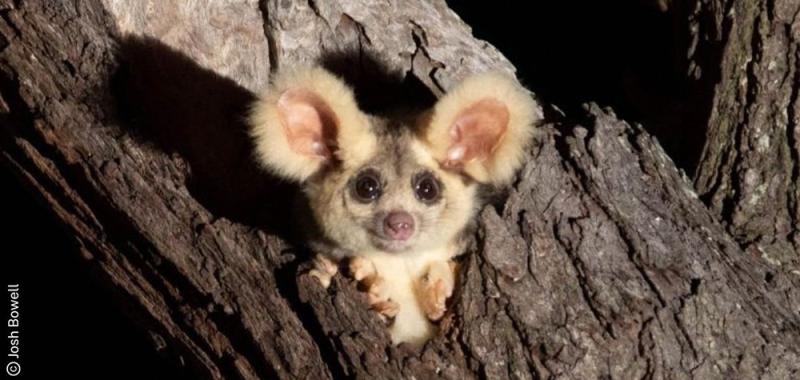 Greater gliders in St Mary State Forest near Maryborough, Queensland.