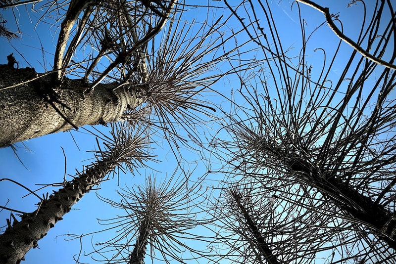 Bunya pine stand of trees infected by the pathogen.