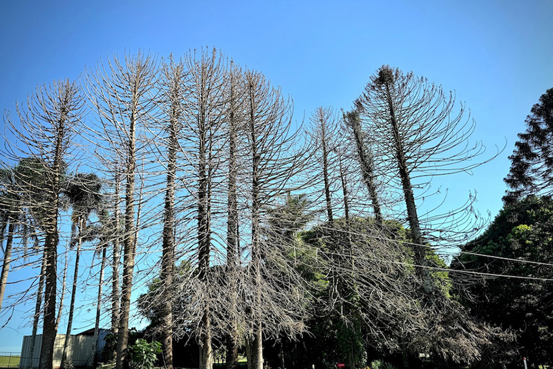 Dieback on a Bunya pine stand of trees infected by the pathogen on Landsborough-Maleny Road, Maleny.