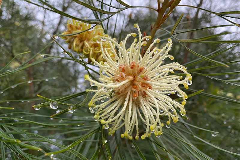 Critically endangered Grevillea hodgei.