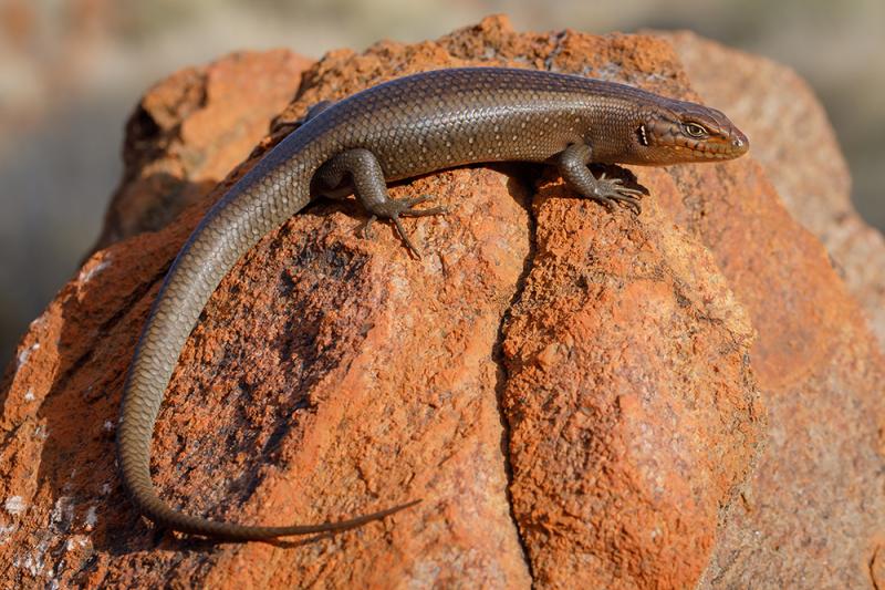 Central ranges rock skink, Liopholis aputja.