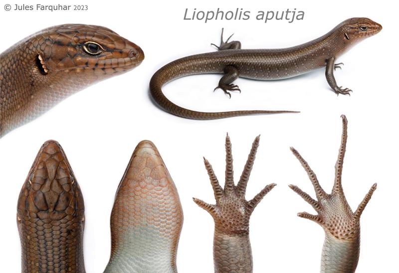 Liopholis aputja, in close-up.