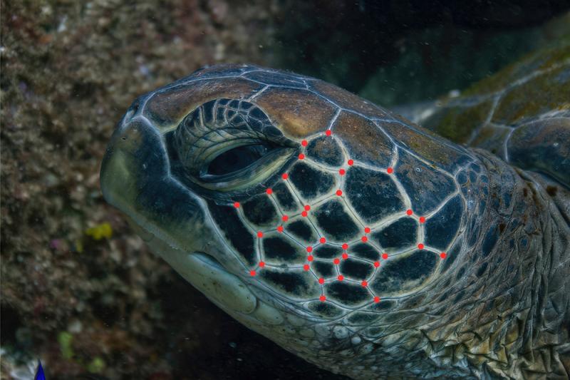 A photograph of a green turtle with unique facial scales being analysed by AI technology. (Supplied: Rudi Vir)