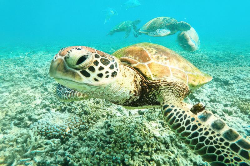 An image of a green turtle uploaded to Ocean ID. (Supplied: Sarah Jantos)
