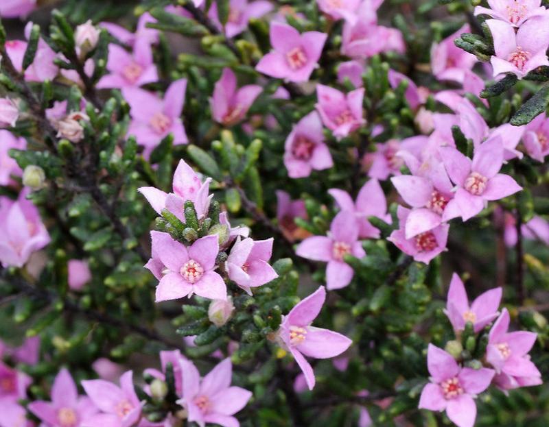 The rare and endangered wildflower, border boronia (Boronia repanda). Photo: Michael Jefferies, CC BY-NC 2.0.