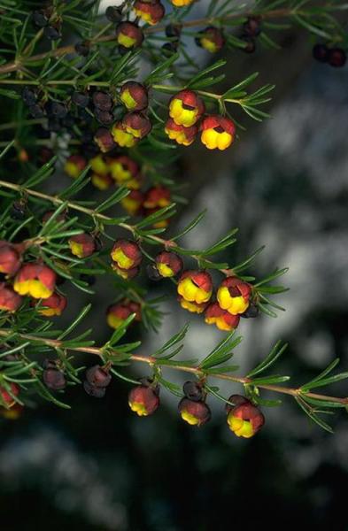 Boronia megastigma photographed at the Australian National Botanic Gardens. Photo: Murray Fagg (CC BY 3.0 AU)