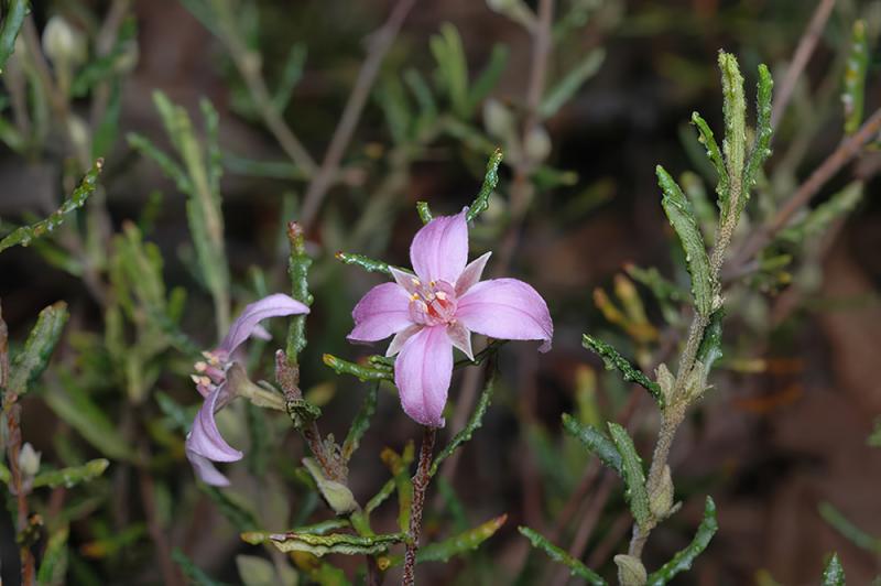 Boronia repanda photographed at the Australian National Botanic Gardens. Photo: Murray Fagg (CC BY 3.0 AU)