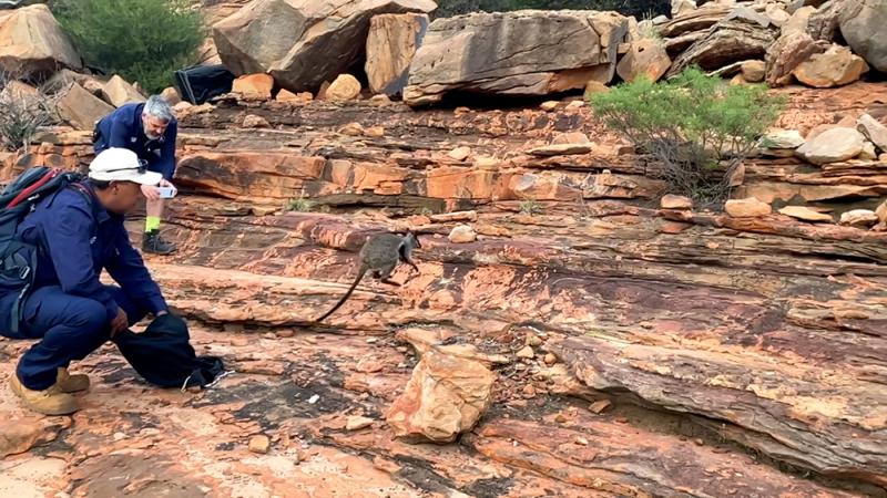 Releasing a rock wallaby in Kalbarri National Park. Photo: © Alex Gore, DBCA Media.