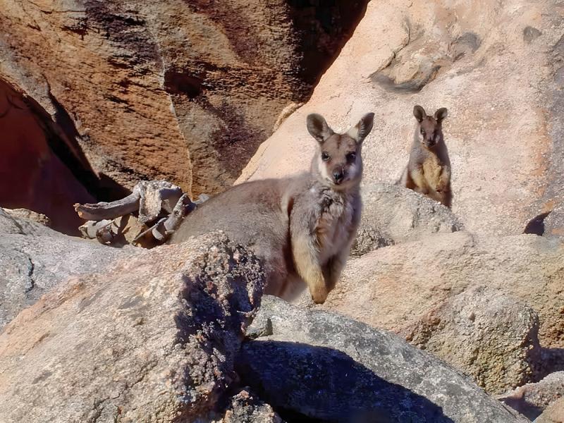 Black-flanked rock-wallabies, central Wheatbelt, south-west Australia. Photo: © Craig Petland.