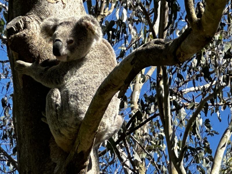 Bear Grills in rehabilitation at Moggill Koala Hospital. Photo: Queensland Department of Environment, Tourism, Science and Innovation. Photo of Bear Grills up in a tree in rehabilitation at Moggill Koala Hospital.
