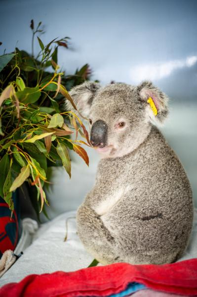 Bear Grills receiving treatment. Photo: RSPCA Queensland. Photo of Bear Grills in the treatment room.