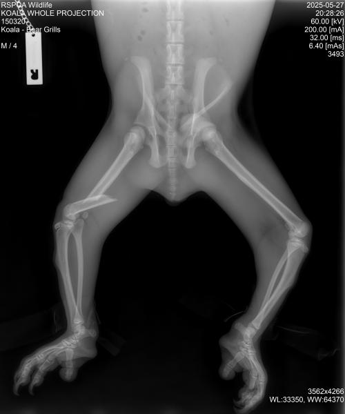 An x-ray showing the extent of Bear’s injuries. Photo: RSPCA Queensland. An x-ray image showing the extent of Bear’s injuries.