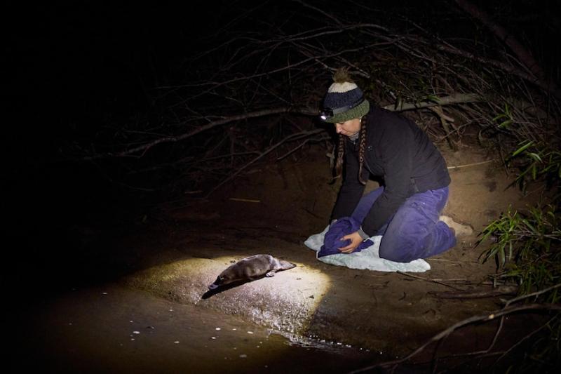 Photo of Tahneal Hawke releasing a platypus, captured as part of the project to repopulate Royal National Park.