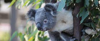 Koalas are happy to hang around to have their picture taken with you.