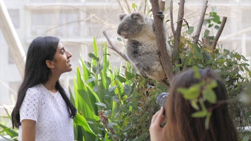 See, told you koalas are happy to hang around to have their pictures taken with you.